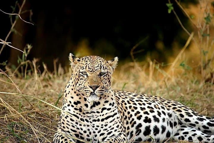 Full-Day Kruger Safaris: Big Five Wildlife Drive in Kruger National Park photo 3