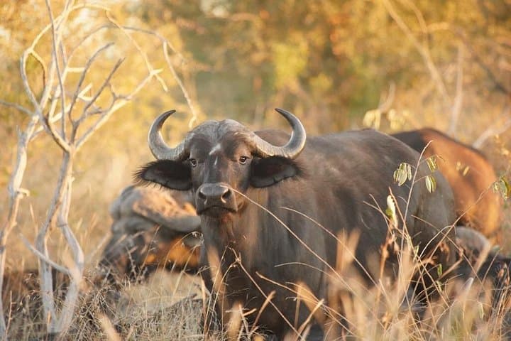 Full-Day Kruger Safaris: Big Five Wildlife Drive in Kruger National Park photo 1