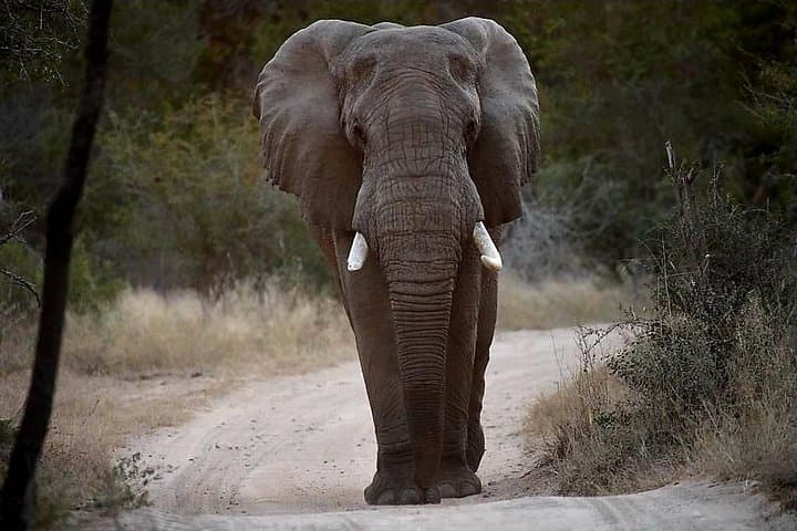 Full-Day Kruger Safaris: Big Five Wildlife Drive in Kruger National Park photo 2