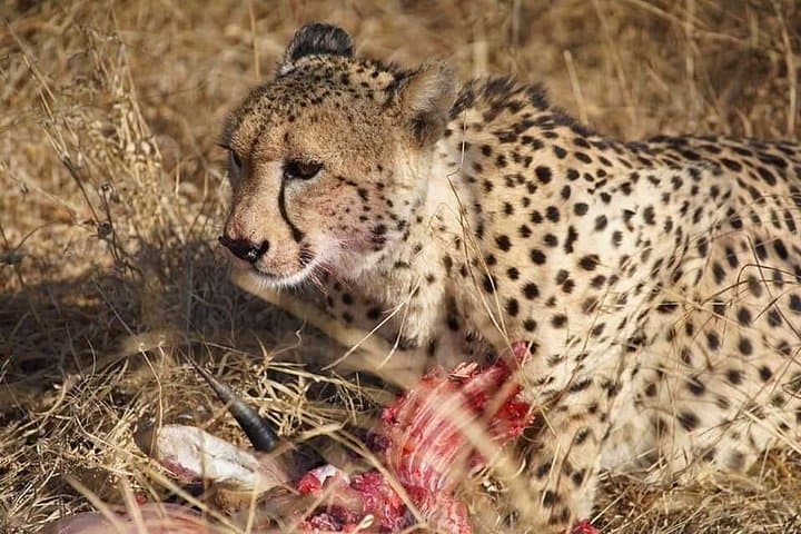 Full-Day Kruger Safaris: Big Five Wildlife Drive in Kruger National Park photo 4