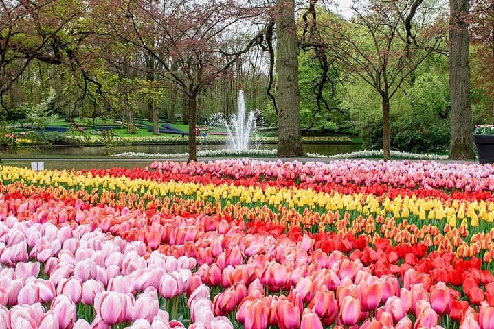 Skip-the-Line Keukenhof & Bollenstreek Tulip Fields — Private Tour from Amsterdam photo 3