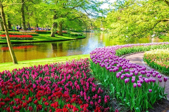 Skip-the-Line Keukenhof & Bollenstreek Tulip Fields — Private Tour from Amsterdam photo 4