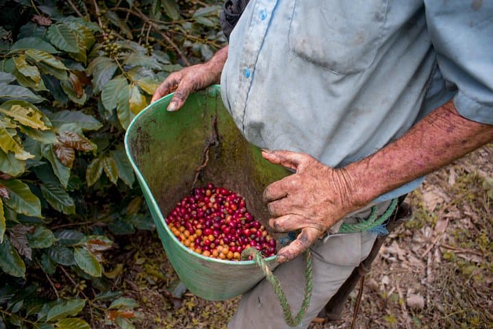 Salento Specialty Coffee Tour — Farm-to-Cup Tasting & Roastery Visit photo 3