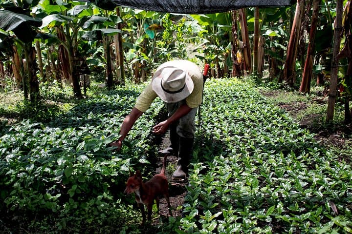 Salento Specialty Coffee Tour — Farm-to-Cup Tasting & Roastery Visit photo 4