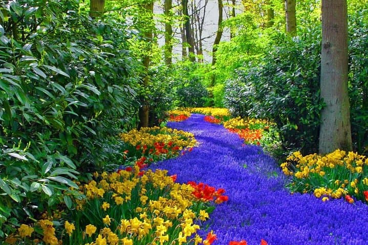 Skip-the-Line Keukenhof & Bollenstreek Tulip Fields — Private Tour from Amsterdam photo 5