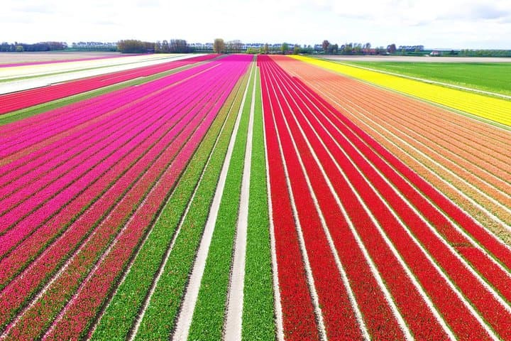 Skip-the-Line Keukenhof & Bollenstreek Tulip Fields — Private Tour from Amsterdam photo 6