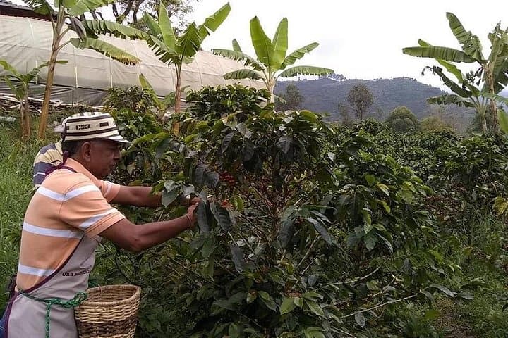 Guatapé & Coffee Tour: Climb El Peñol and Taste Antioquia’s Best photo 3