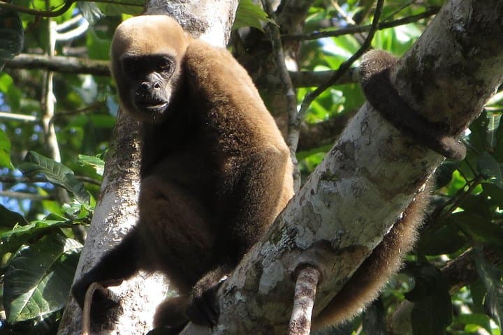 3-Day Cuyabeno Jungle Program: Canoes, Laguna Grande & Wildlife photo 5