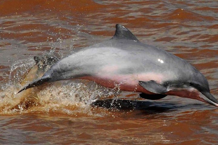 3-Day Cuyabeno Jungle Program: Canoes, Laguna Grande & Wildlife photo 6