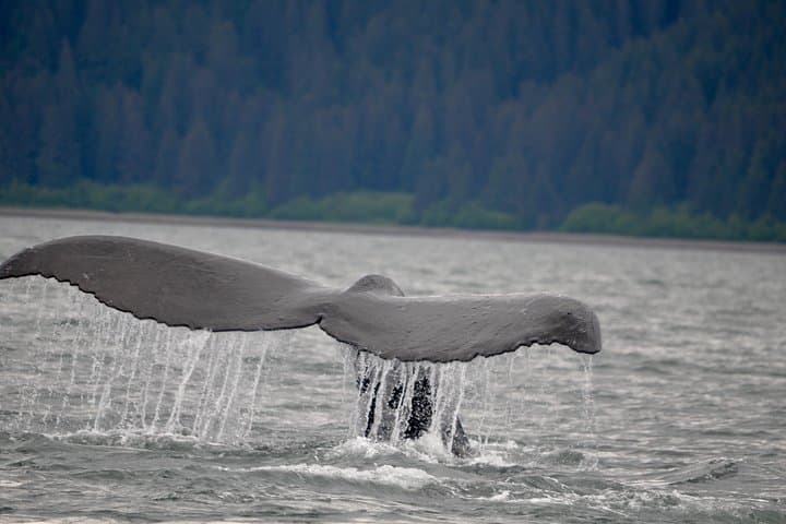 Icy Strait Catamaran Whale Watching from Hoonah