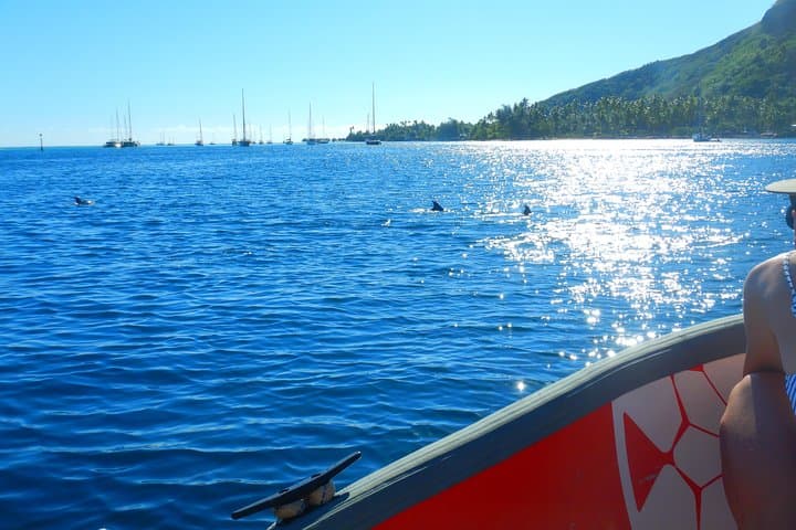 Half-Day Moorea Lagoon Boat Tour — Snorkel with Turtles, Rays & Sharks photo 6