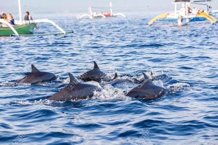 Lovina Dolphin Tour & Wanagiri Hidden Hills — Full-Day Bali Highlights