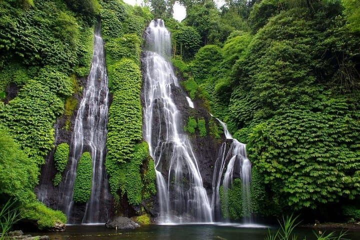 Lovina Dolphin Tour & Wanagiri Hidden Hills — Full-Day Bali Highlights photo 3