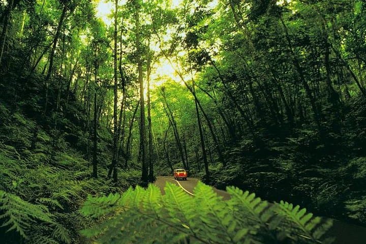 Ocho Rios Countryside Drive and Dunn's River Falls Climb photo 3