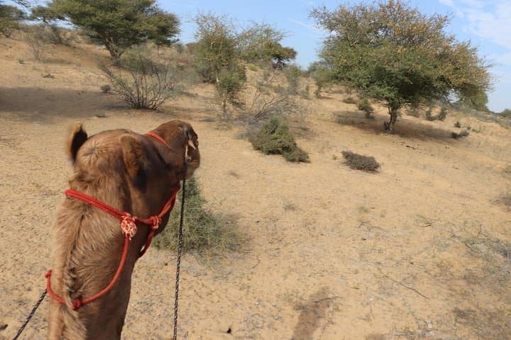 Jodhpur to Osian: Full-Day Heritage Tour and Desert Safari from Mehrangarh to the Dunes photo 5