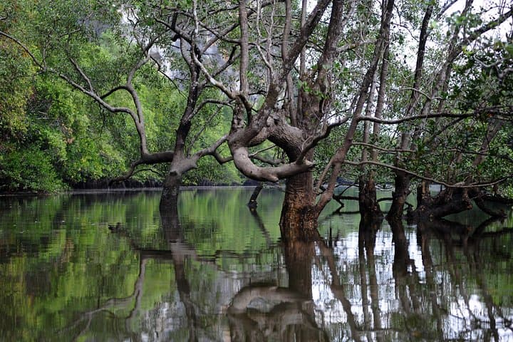 Early-Start Mangrove & Limestone Canyon Kayak Tour in Krabi photo 6