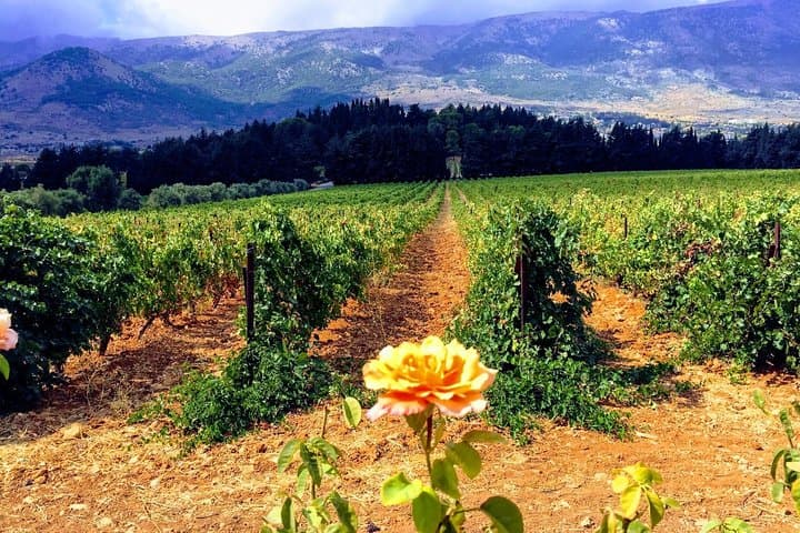 Beirut to Bekaa: Full-Day Private Wine Tasting Tour of Ksara, Kefraya & St Thomas photo 2