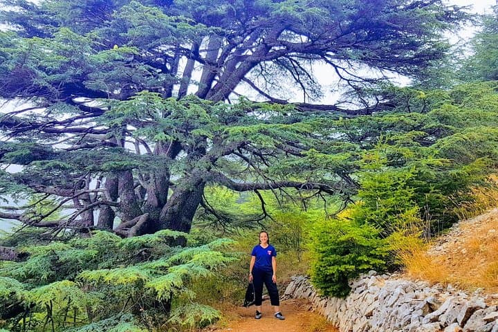 Full-Day Private Tour: Cedars, Baalbek & Château Ksara from Beirut