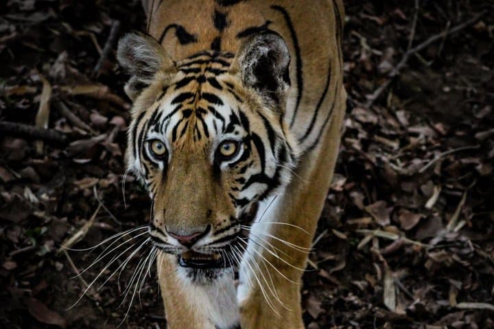 Exclusive Bandhavgarh Tiger Safari: Private Gypsy Safari in Central India