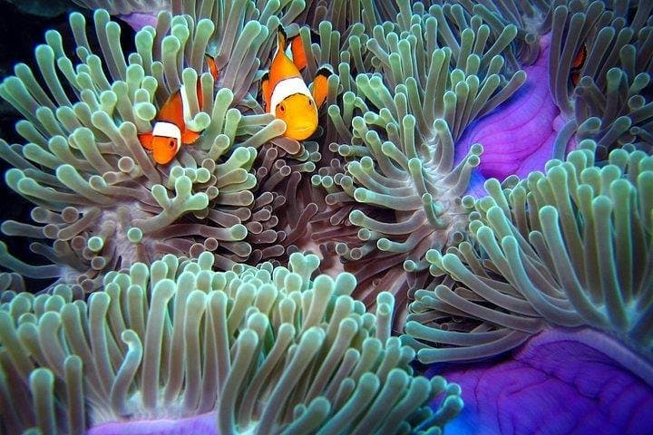 Full-Day Racha Noi & Racha Yai Snorkeling from Phuket — Top Snorkel Spots and Practical Tips photo 4
