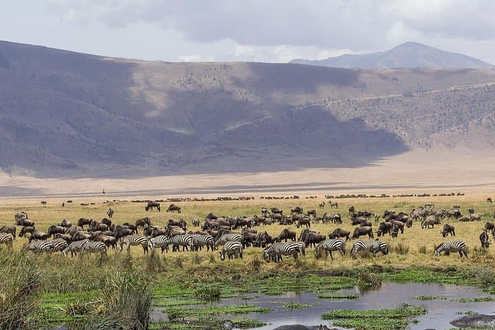 2-Day Lodge Safari: Lake Manyara & Ngorongoro Crater — Big Five in 48 Hours photo 3