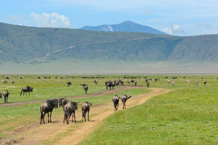 2-Day Lodge Safari: Lake Manyara & Ngorongoro Crater — Big Five in 48 Hours photo 4