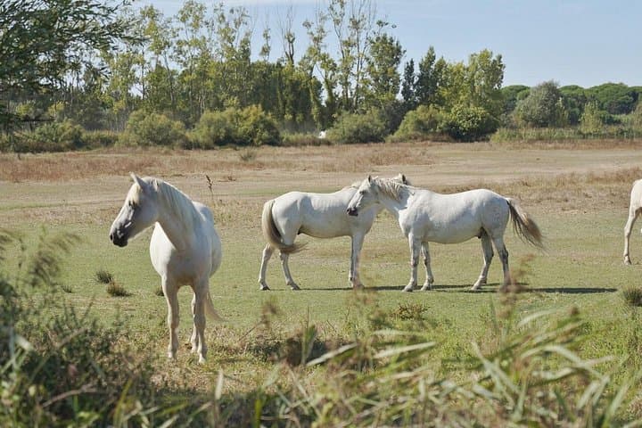 Private 4x4 Camargue Safari from Arles — 4-Hour Wildlife & Wetlands Tour photo 3