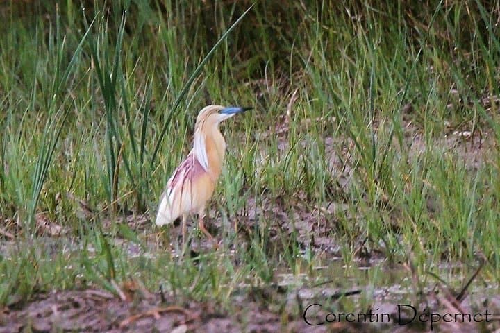 Private 4x4 Camargue Safari from Arles — 4-Hour Wildlife & Wetlands Tour photo 4