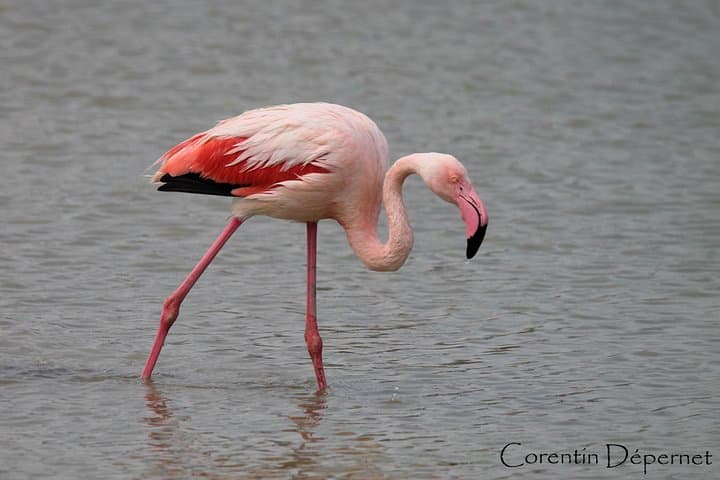 Private 4x4 Camargue Safari from Arles — 4-Hour Wildlife & Wetlands Tour photo 2