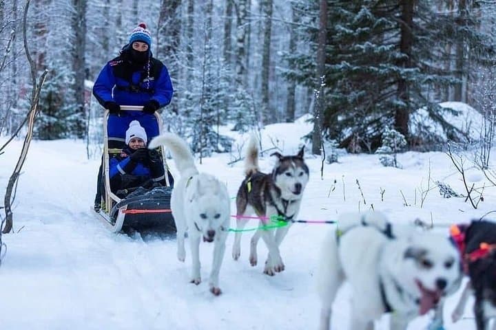 Lapland Husky Safari Near Kemi — 2-Hour Sled, Hot Kota & Sauna Experience