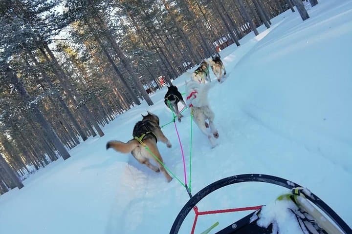 Lapland Husky Safari Near Kemi — 2-Hour Sled, Hot Kota & Sauna Experience photo 2