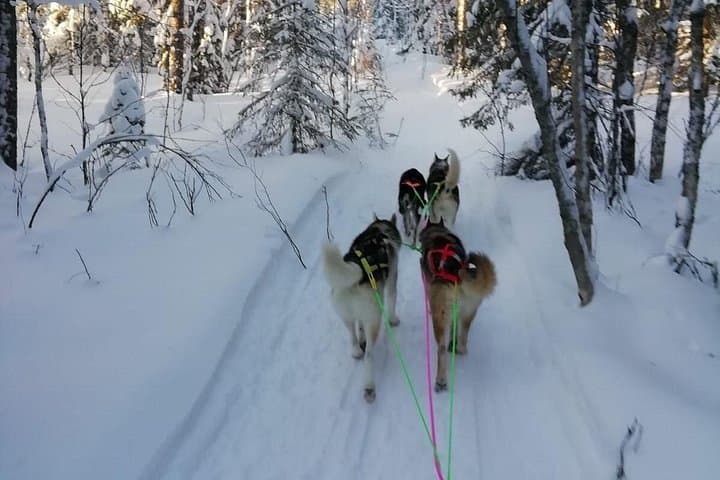 Lapland Husky Safari Near Kemi — 2-Hour Sled, Hot Kota & Sauna Experience photo 4