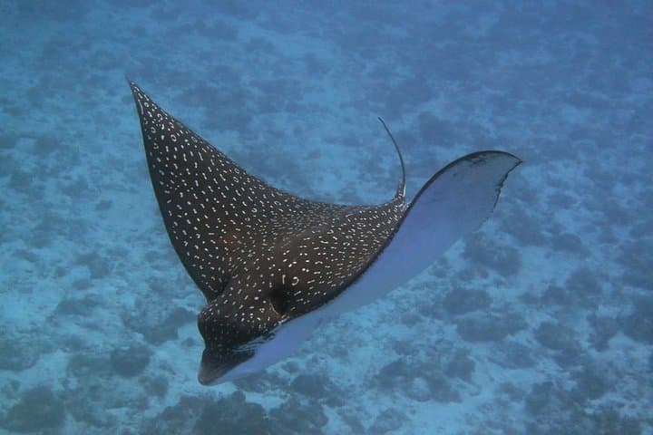 Try Dive Cozumel Island: Beginner Scuba Adventure on the Mesoamerican Reef photo 2