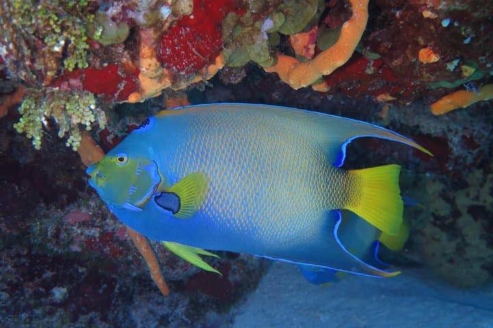 Try Dive Cozumel Island: Beginner Scuba Adventure on the Mesoamerican Reef photo 3