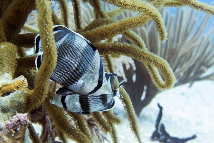 Beginner Reef Diving in Playa del Carmen: Try-Dive on the Mesoamerican Barrier Reef