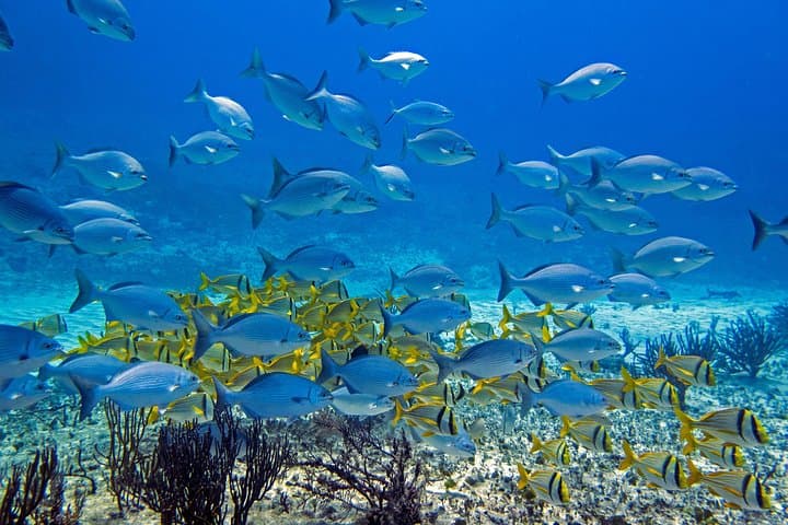 Beginner Reef Diving in Playa del Carmen: Try-Dive on the Mesoamerican Barrier Reef photo 2