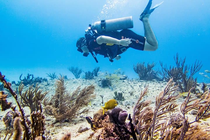 Beginner Reef Diving in Playa del Carmen: Try-Dive on the Mesoamerican Barrier Reef photo 3