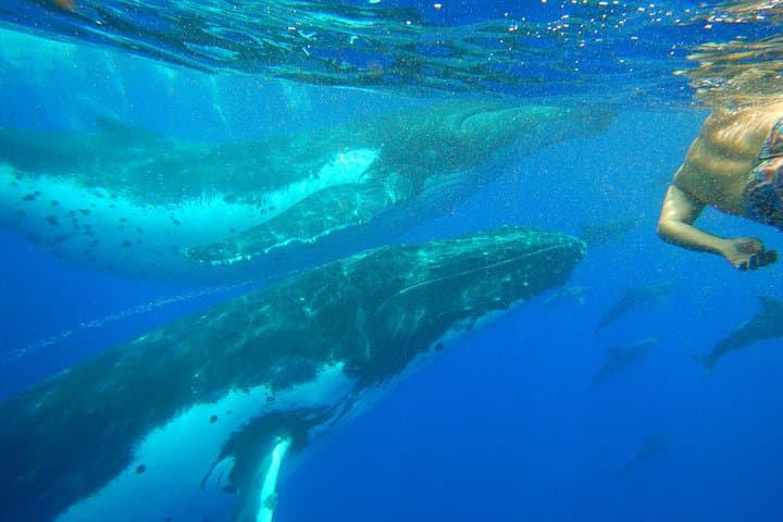 Swim with Humpback Whales — Half-Day Tour in Mo'orea photo 3
