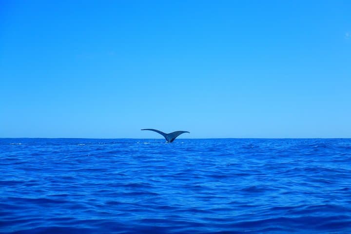 Swim with Humpback Whales — Half-Day Tour in Mo'orea photo 6