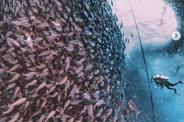 Cebu Adventure: Pescador Snorkel, Moalboal Sardines & Kawasan Canyoneering photo 3