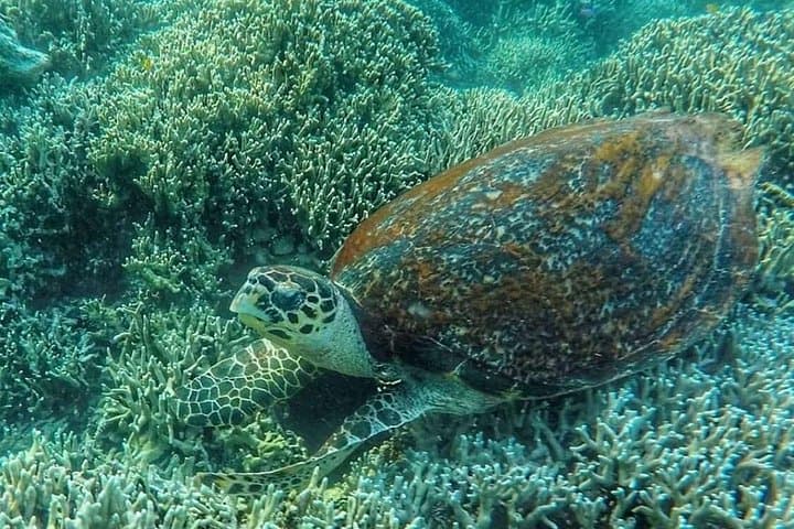 Cebu Adventure: Pescador Snorkel, Moalboal Sardines & Kawasan Canyoneering photo 4