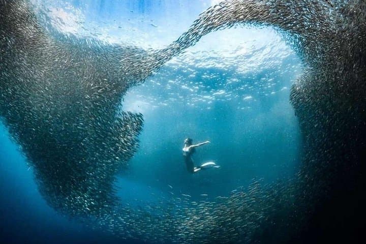 Cebu Adventure: Pescador Snorkel, Moalboal Sardines & Kawasan Canyoneering