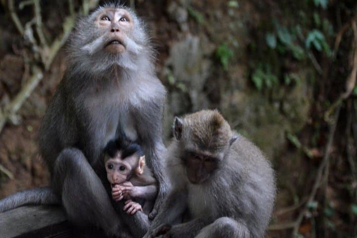 Ubud Private Day Tour: Monkey Forest, Rice Terraces & Sacred Springs photo 5