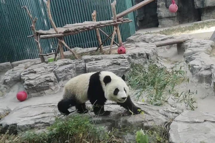 Shanghai to Chengdu Private Panda Base Day Tour with Round-Trip Flight