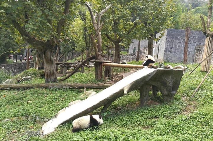 Private Chengdu Panda Base Day Tour from Guangzhou — Fast Flight to See Giant Pandas photo 2