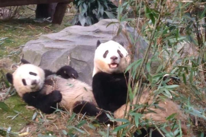 Day Trip to Chengdu Panda Base from Beijing — Private Round-Trip Flight & Panda Viewing