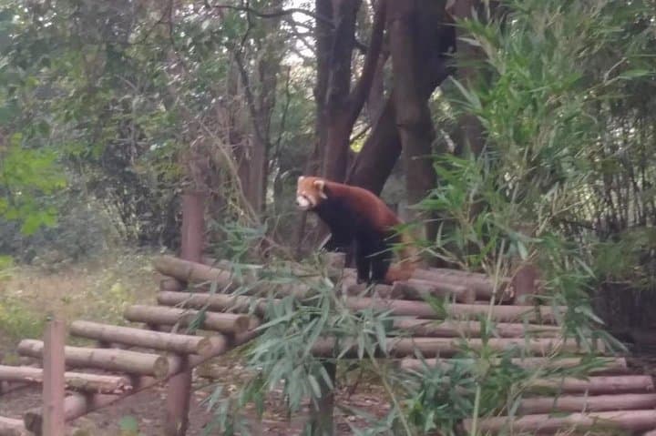 Day Trip to Chengdu Panda Base from Beijing — Private Round-Trip Flight & Panda Viewing photo 2
