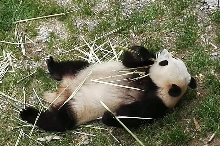 Private Chengdu Panda Base Day Tour from Guangzhou — Fast Flight to See Giant Pandas photo 4