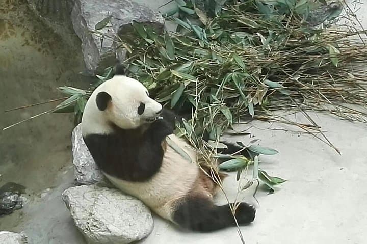 Private Chengdu Panda Base Day Tour from Guangzhou — Fast Flight to See Giant Pandas photo 5
