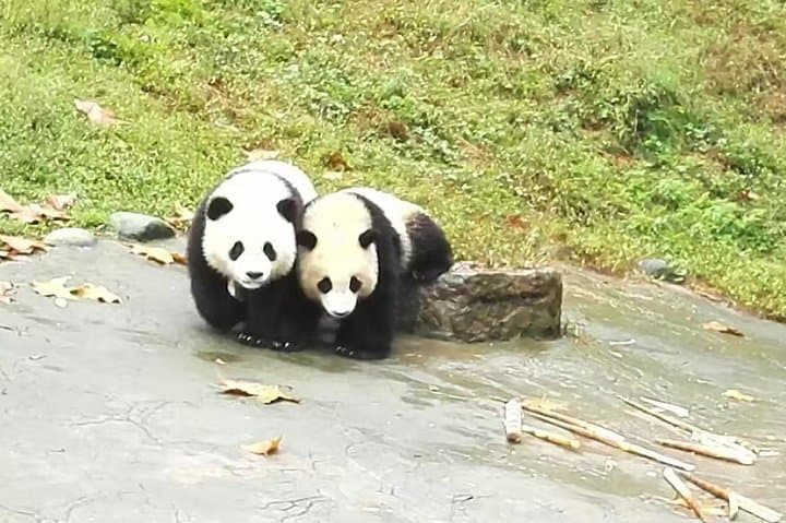Chengdu Panda Base Day Tour: Round-Trip Flight from Shenzhen photo 5
